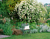 Holzstuhl mit Kissen auf dem Rasen mit Rose 'Rambling Rector' in voller Blüte dahinter