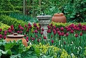 Tulipa 'Attila' neben Terrakotta-Rhabarber-Treibkästen und Sonnenuhr