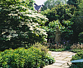 Front Garden with Statue AND VIBURNUM PLICATUM 'MARIESII'. Designer: SHEILA STEDMAN