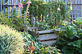WOODEN COMPOST HEAP SURROUNDED by HOLLYHOCKS AND RHUBARB IN an ALLOTMENT