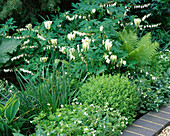 Weiße Bepflanzung mit Dicentra spectabilis 'Alba', Tulipa 'Spring Green', Buchsbaum und Matteuccia struthiopteris
