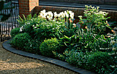 Weißer Vorgarten mit Bepflanzung aus Buchsbaum, Hosta, Dicentra 'Alba', Matteuccia struthiopteris und Tulipa 'White Triumphator'