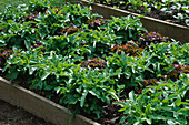 CATALOGNA AND VALDAI LETTUCES GROWING IN A RAISED BED