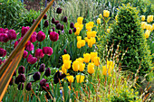 SPRING BORDER: Box Ball AND Tulipa 'Negrita', 'Queen of NIGHT' AND 'Golden MELODY'