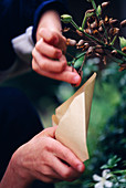 SEED HEADS of NICOTIANA SYLVESTRIS BEING COLLECTED INTO A BROWN PAPER ENVELOPE by Robert