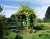 THE BANDSTAND with Golden HOP AND Lonicera 'Graham THOMAS'. EASTLEACH HOUSE, GLOUCS