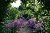 EASTLEACH HOUSE Garden, Gloucestershire: ROSE ARCHES with Nepeta 'Six HILLS GIANT' BENEATH