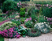 LAUNA SLATTERS Garden, OXFORDSHIRE: Pink BORDER with ALLIUM CHRISTOPHII, BERGENIA 'SUNNINGDALE', Dianthus 'MUSGRAVES Pink', POPPIES, HEBE Rakaensis, PHUOPSIS Styluosa,Osteospermum