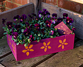 Violetter Muttertagskasten, bepflanzt mit Viola