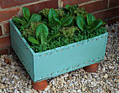 Wine Box PLANTED with LOLLO Rosso AND LITTLE GEM LETTUCES