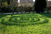 Narzissenlabyrinth im Gras mit Narzissen 'Gelbe Fröhlichkeit' im frühen Wachstumsstadium mit Harriet