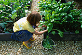 CONNIE HARVESTING SPINACH IN THE CHILDRENS POTAGER