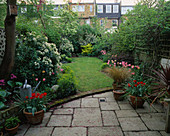 Blick auf den Stadtgarten mit rosa blühendem Judasbaum 'Cercis siliquastrum', Choisya ternata, Tulipa 'China Pink', rote Tulipa 'Couleur Cardinal'