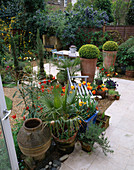 Hinterer Garten mit Marmorfußboden, Terrakottatöpfen mit Buchsbaumkugeln, blauer Bank, Tulipa, Washingtonia-Palme, Grill