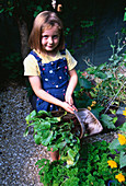 CONNIE HOLDS A TRUG FILLED with FRESHLY HARVESTED BEETROOT 'WODAN' IN THE DECORATIVE CHILDRENS POTAGER