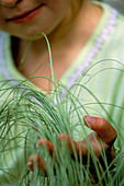 Carex comans 'Frosted Curls' berühren