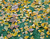 Vereiste Blätter von Ginkgo biloba auf dem Rasen