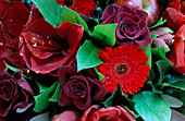 Blumenkasten mit Blumenschmuck: Amaryllis 'Liberty', Gerbera 'Red Star', Apfel und eine rote Rose
