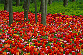 Tulipa unter Bäumen
