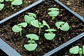 CLOSE-UP of SEEDLINGS IN COMPOST (Not TO BE USED FOR PACKAGING)