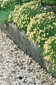 CULROSS PALACE, SCOTLAND: WOODEN EDGED BORDER of SANTOLINA with Crushed SHELL PATH