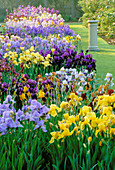 Oxford BOTANIC Garden: SUNDIAL AND Iris BEDS