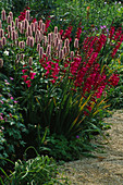 Staudenbeet, bepflanzt mit Gladiolus communis byzantinus und Polygonum bistorta superbum