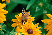 Schmetterling 'Painted Lady' auf Rudbeckia 'Marmalade'