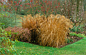 Beet im Herbst mit Miscanthus 'Flamingo' und Aster 'Lady in Black'