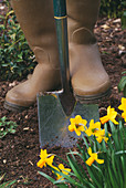 MAN DIGGING with Spade AND Wellington Boots