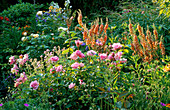WOODCHIPPINGS, NORTHANTS: Rosa 'Natalie NYPELS' AND Verbascum 'COTSWOLD BEAUTY'