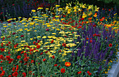 Warmbepflanzung mit Achillea 'Moonshine', Hemerocallis lilioasphodelus, Salvia 'Mainacht' und Geum coccineum