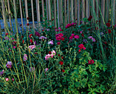 CHELSEA 2004: HORTUS CONCLUSUS Garden / CHRISTOPHER BRADLEY-HOLE. PLANTING of STIPA GIGANTEA, Rosa FERDINAND PICHARD, Rosa TUSCANY SUPERB, KNAUTIA MACEDONICA with TIMBER Screen