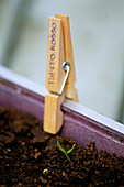 Designer: Clare MATTHEWS: TOPEPO Rosso CLOTHES PEG LABEL Beside SEEDLING