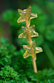 Designer: Clare MATTHEWS: Pot DECORATION: GLASS STARS On A Stick IN PARSLEY Container