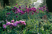 Frühlingsbeet mit Tulipa 'Blue Parrot' und Allium 'Purple Sensation