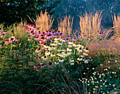 Herbstbeet mit Calamagrostis 'Karl Foerster', Echinacea purpurea und Echinacea purpurea 'White Swan'