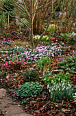 THE SPRING Garden at WOODCHIPPINGS, with SNOWDROPS, CYCLAMEN COUM AND HELLEBORES. WOODCHIPPINGS, NORTHAMPTONSHIRE