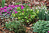 THE SPRING Garden at WOODCHIPPINGS, JUNIPER HILL, with SNOWDROPS, CYCLAMEN AND HELLEBORUS X HYBRIDUS 'GREENCUPS'. WOODCHIPPINGS, NORTHAMPTONSHIRE