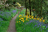 DAFFODILS AND BLUEBELLS Beside A PATH DUNGE Valley HIDDEN GARDENS, CHESHIRE