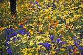 CALIFORNIAN MEADOW PLANTING IN Fetzer Wine'S Garden, CHELSEA 2005. DESIGN Kate FREY