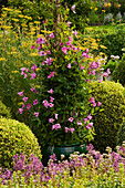 Grün glasierter Container mit Clematis Aljonushka im Parterre bepflanzt