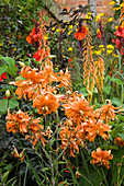 Warme Bepflanzung mit orangen Lilien, Cannas und Phygelius