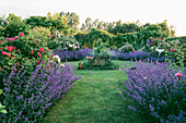 Hall Farm, Lincolnshire-Der Rosengarten mit Nepetas 'Six Hills Giant'