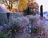 Eiben-Hochstammhecke und Frostbeet mit Phormium