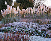 Frostiges Beet mit Pampasgras, Bergenie und Eisenkraut (Verbena bonariensis)