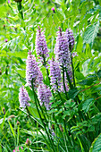 Violett gefleckte Orchideen im Gras