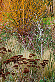 Winter: Einfassung mit Sedum, Rubus thibetanus und Salix alba 'Hutchinson's Yellow'