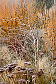 WOODPECKERS, WARWICKSHIRE, Winter: FROSTED BORDER with SEDUM AND CORNUS Winter FLAME