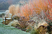 Winter: Frostiges Beet mit Sedum, Gräsern, einer Holzbank, Cornus Winter Flame und Rubus Thibetanus